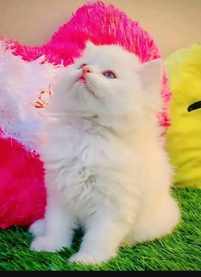 Persian female kitten for sale. my WhatsApp number 0320*24-100*47