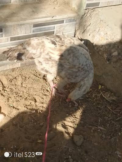 Aseel Murgi for sale