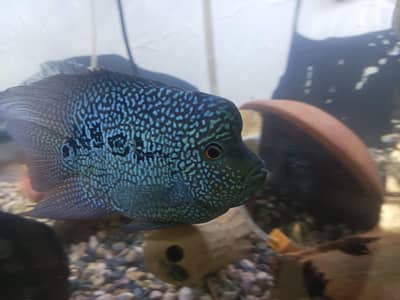 short body Texas fish