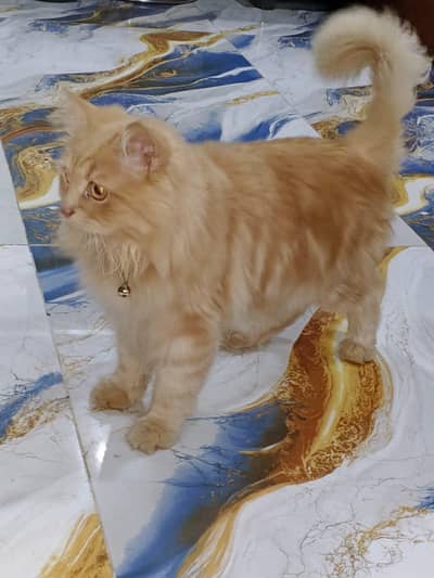 Persian Golden Male Cat for Sale –  2 years Old