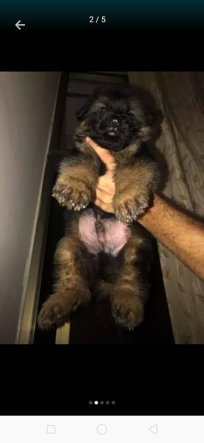 German Shepherd puppy for sale