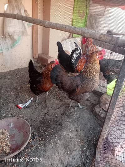 Golden misri Hens/Eggs lying hens/Desi Murgia