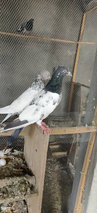 mix pigeon hein jory b hein or pakar k b hein. tady, golden,nely,jonsir