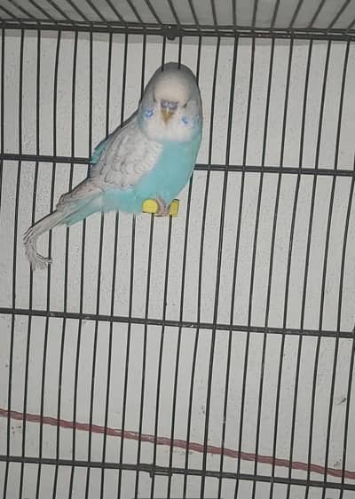 Exhibition budgies parrot