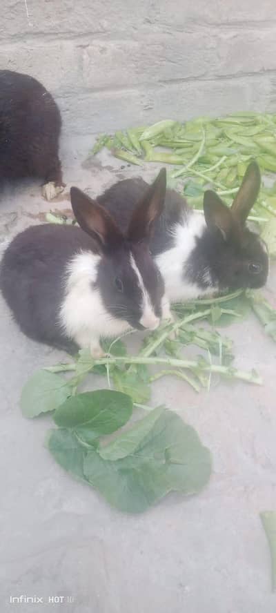 3 Rabbits 1 Mother (1.5 Years old) 2 Childs (2,2 Months)