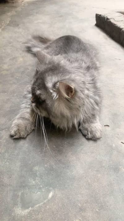 healthy male mix Persian