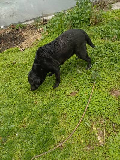 lebra female friendly