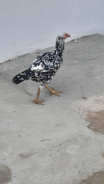 aseel murgi fir sale