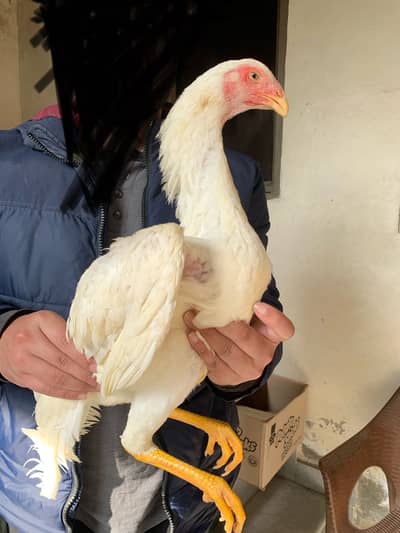 White King shamo Pathi