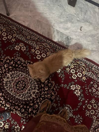 3 Child Cats for sale