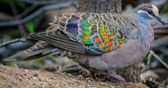 Bronzewing Dove /Doves For Sale /Qumri /Fakhta /All kind of Doves