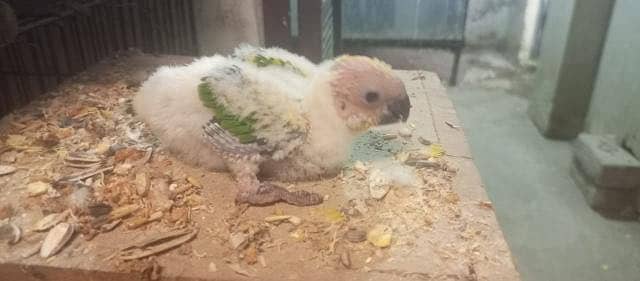 Sun conure chick