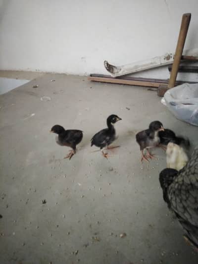 saleti murghi aur 5 choozy