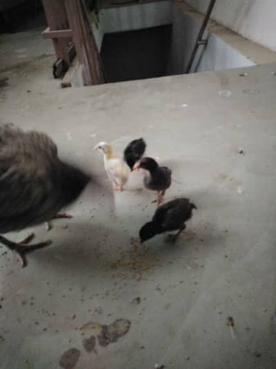 Saleti aseel murghi aur Aseel chicks