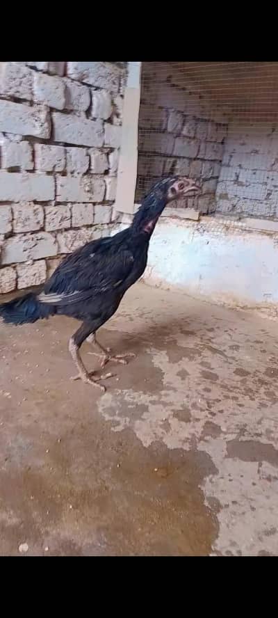 Aseel muska black chick home breed
