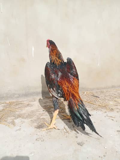 3 Premium Shamo Birds for Sale – Strong & Active