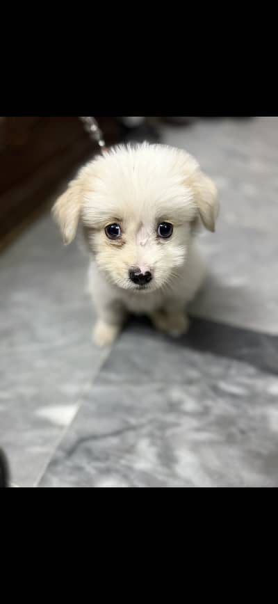 Maltipoo dog original