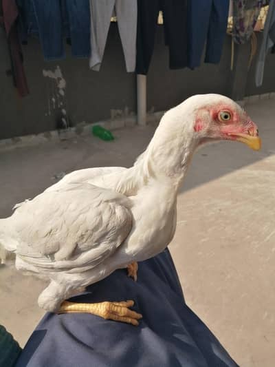heera aseel female /white aseel female /cage /pinjra /salnder heater