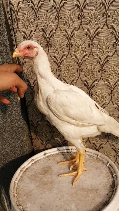 heera aseel female /old blood heera pair/cage /pinjra /salnder heater