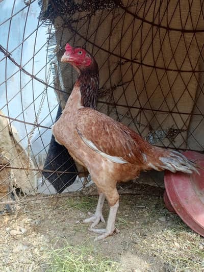 Aseel mianwali female Hen
