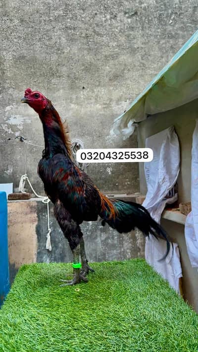 Dragon Chicks 03004434771