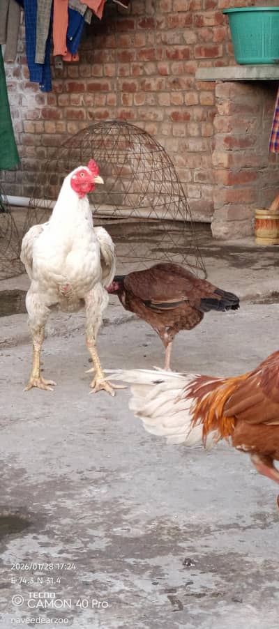 heera aseel pair for sale