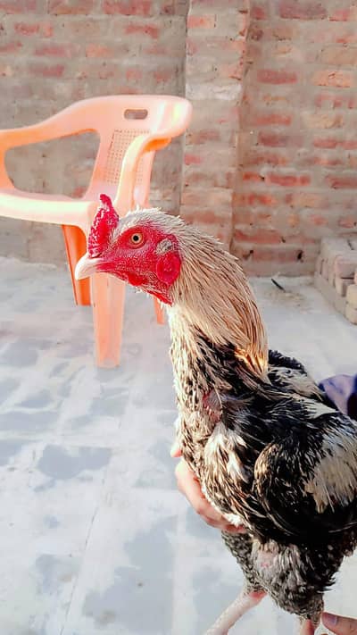 Aseel Java Full Jumbo Murgha  Beautiful colour Young