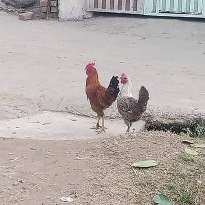 pair breeder for sale