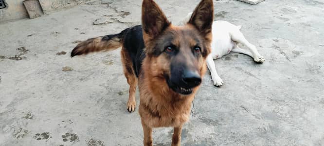 stock coat German Shepherd female