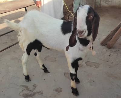 Goat Male | Rajanpuri Cross Bakra