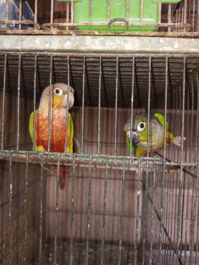Sun conure & pineapple conure