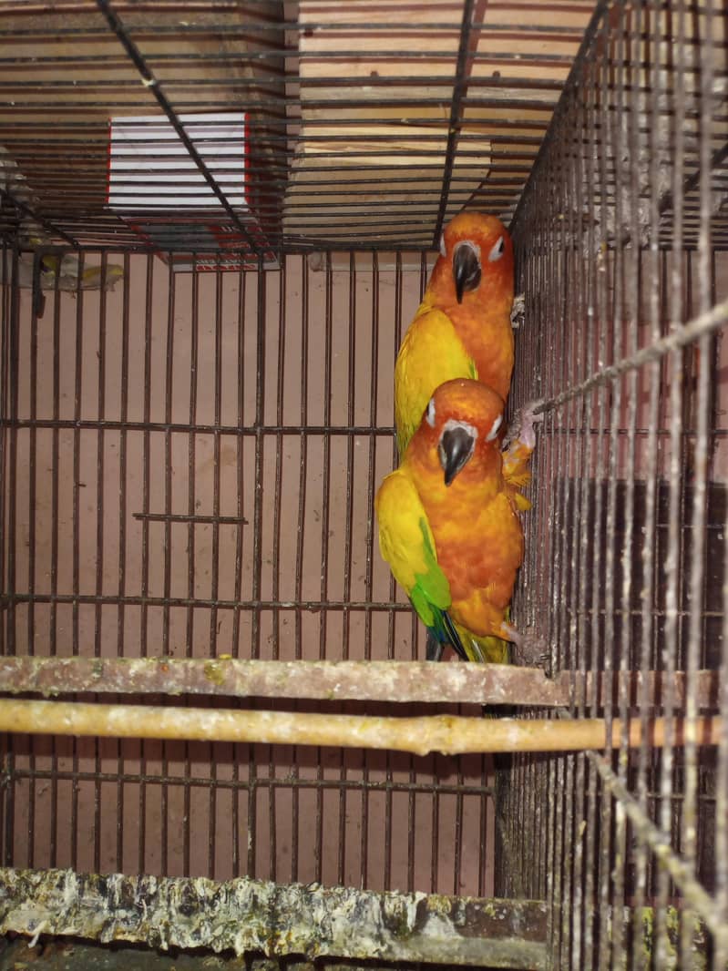 Sun conure 0