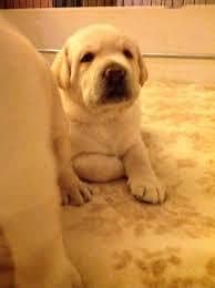 LABRADOR PUPPIES ARE AVAILABLE FOR SALE