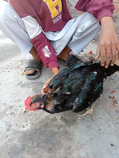 Seal Murgha And Murghi