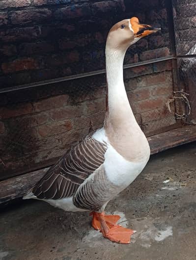King size beautiful big ducks pair for sale in shakargarh