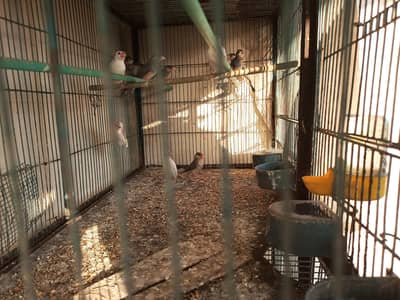 Grey or White Java Finches