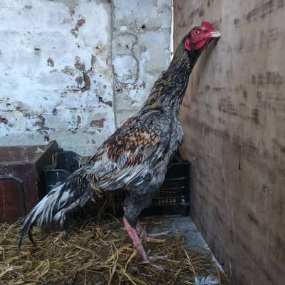 Mianwali aseel patha (Cheena color)