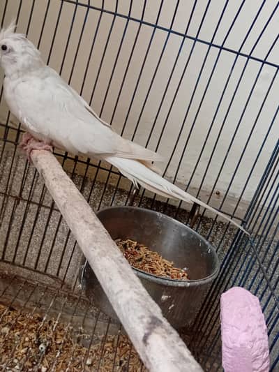 cocktail parrot for sale