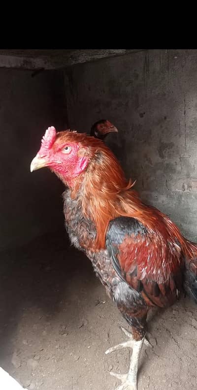 Pakistani plus Thai pakoye