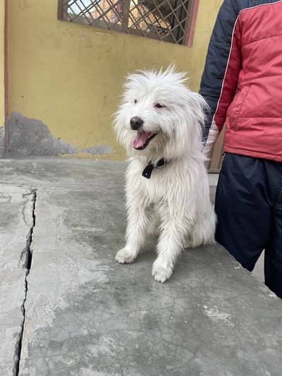 For sal Rushian Dog complete pair