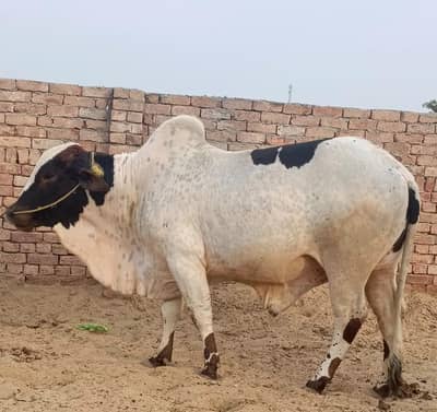 nukra Bull | cholistani Wcha | ablak Bull | bachry |qurbani bull Wacha