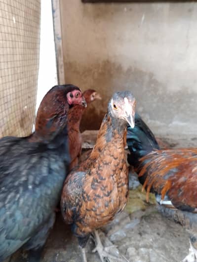 1 aseel hen 2 pathiyan 1 Desi murgi