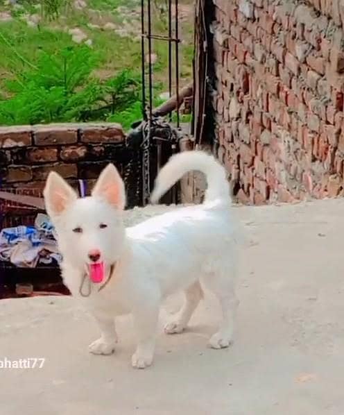 روسی کتا – خاندان کا وفادار ساتھی اور محافظ 0