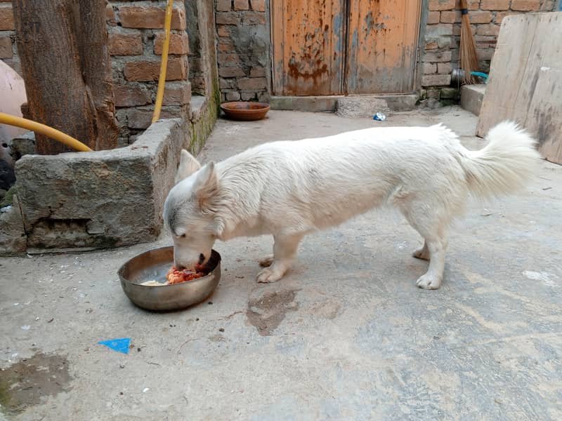 روسی کتا – خاندان کا وفادار ساتھی اور محافظ 4