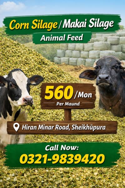 Corn Silage / Animal feed / makai sailage