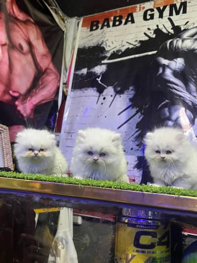 male cats available for sale
