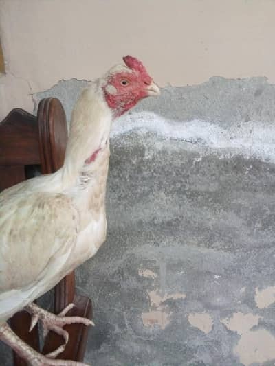 ASEEL HEERA white breeder