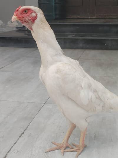 Shamo female breeder