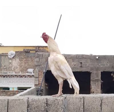 white aseel  one Eye Breder