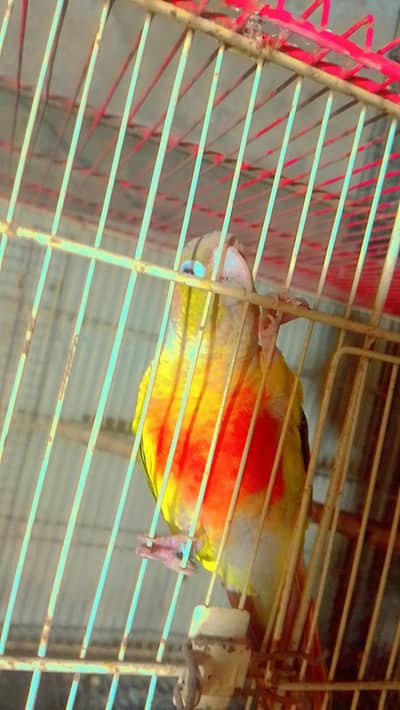 yallow sided cnour into pineapple conure